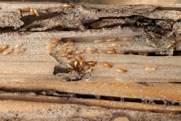 Best Flea Control Services  in Azusa, CA