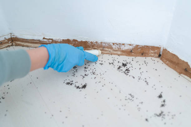 Best Affordable Pest Control Services  in Azusa, CA